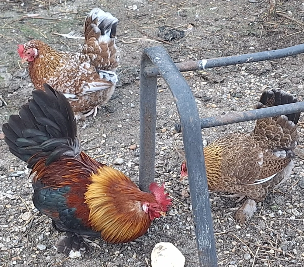 Vand 1 cocoș si 2 gaini.