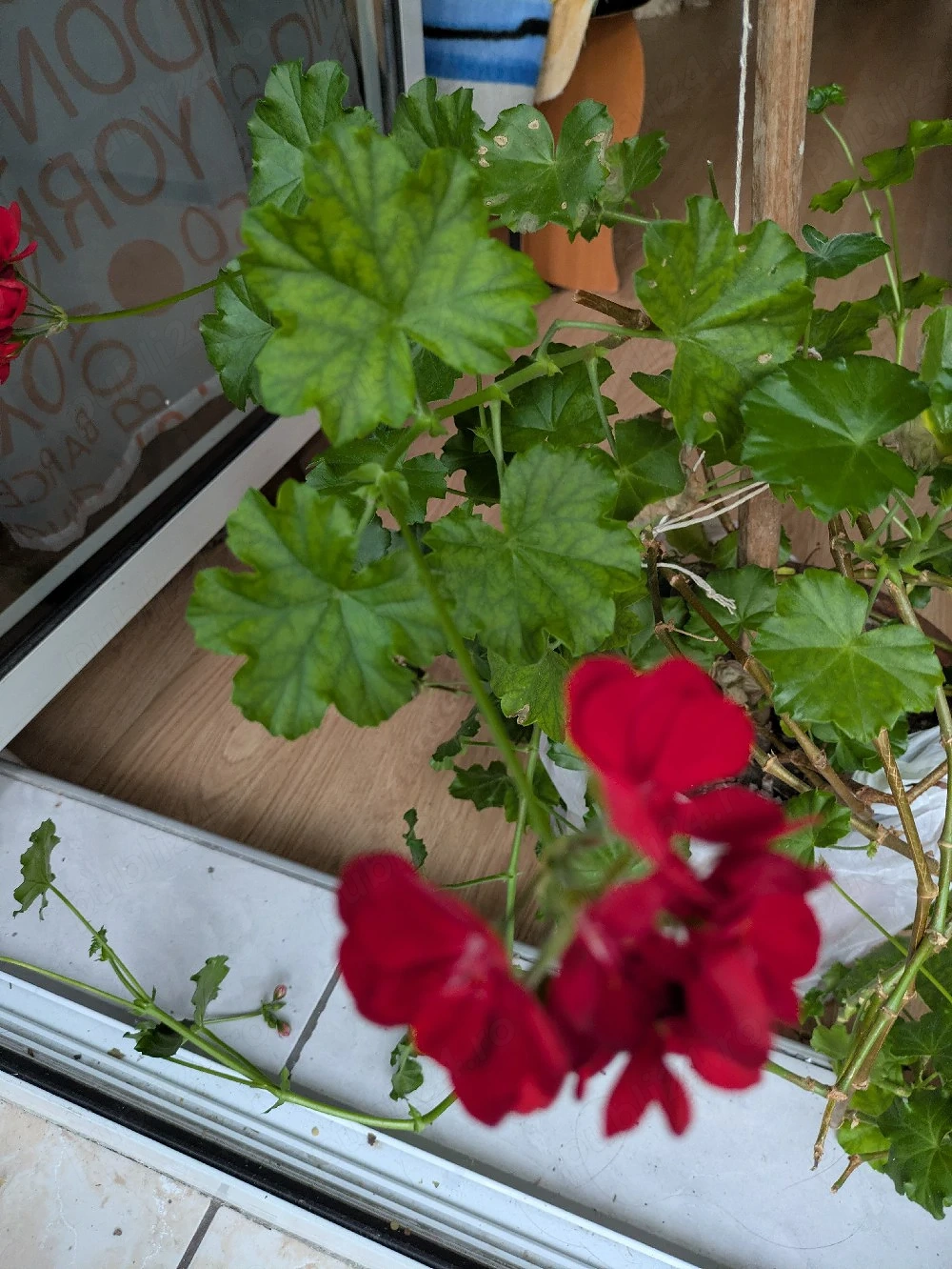 Plante de apartament 