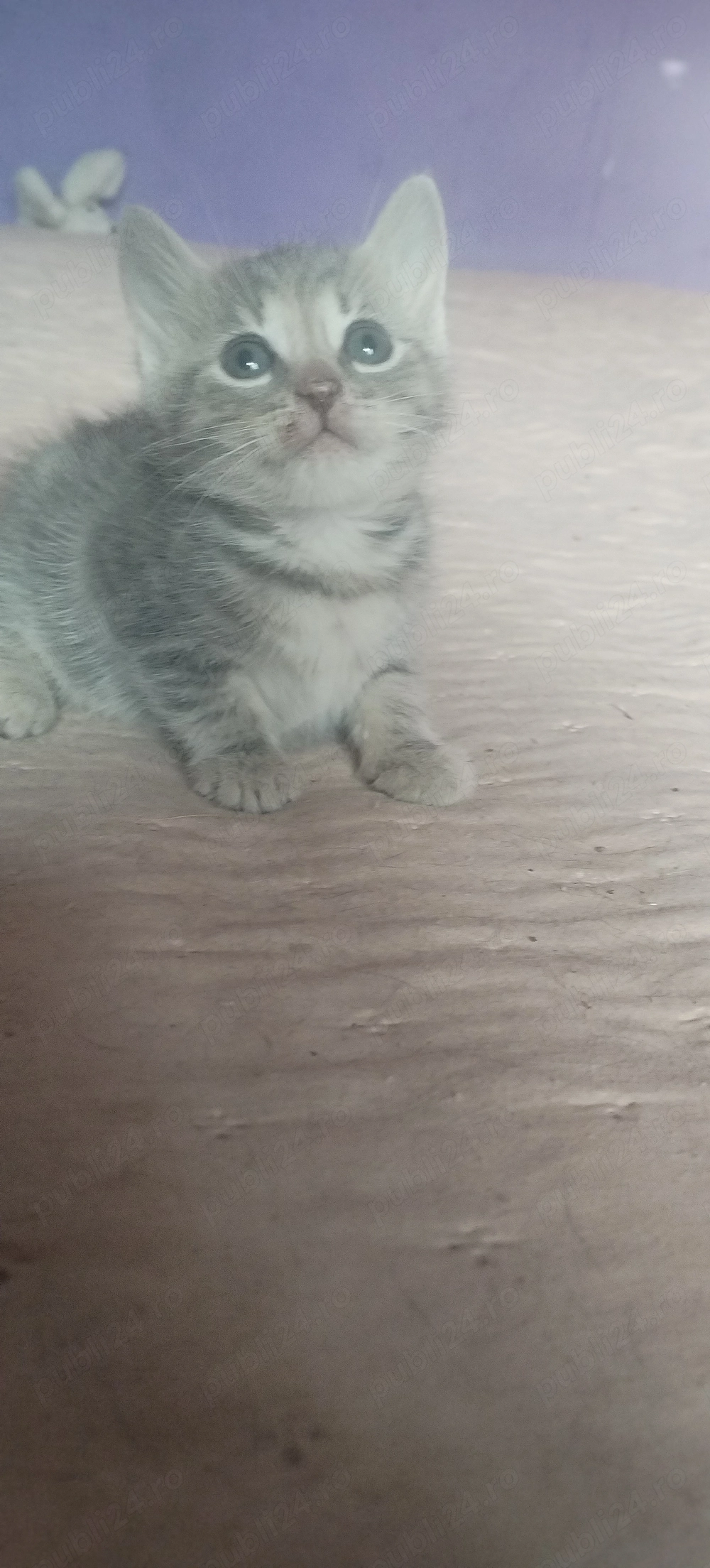 donez 2 pisici mici 
