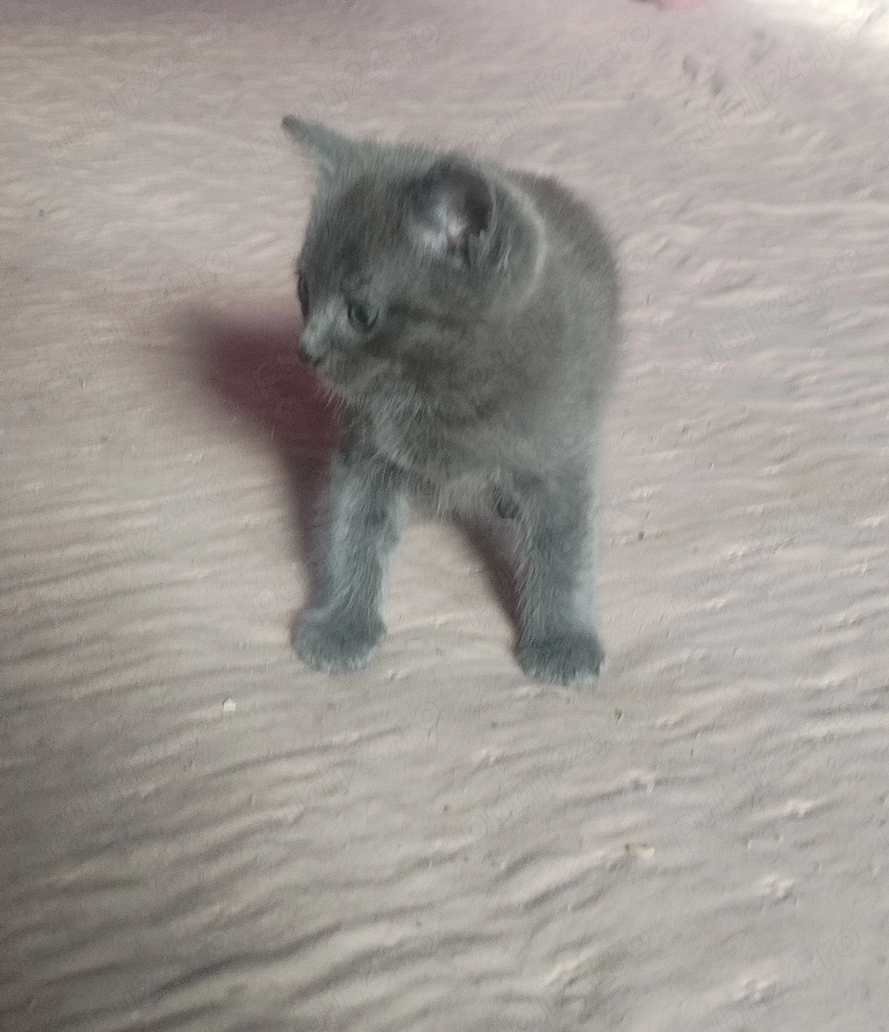 donez 2 pisici mici pisoiasi