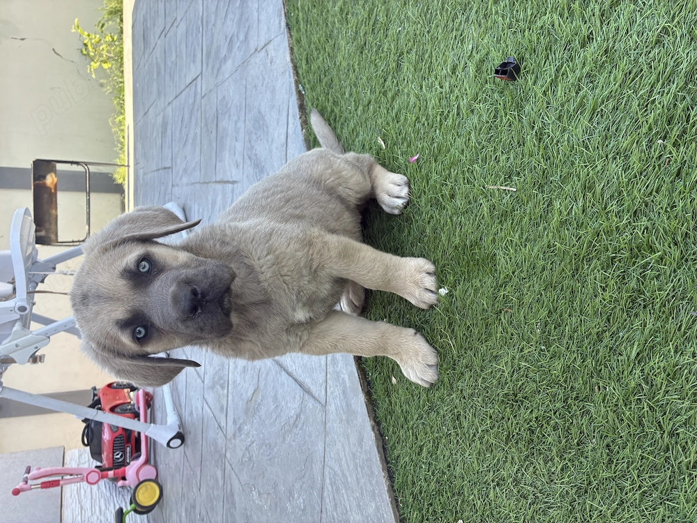 Cane corso original crem 
