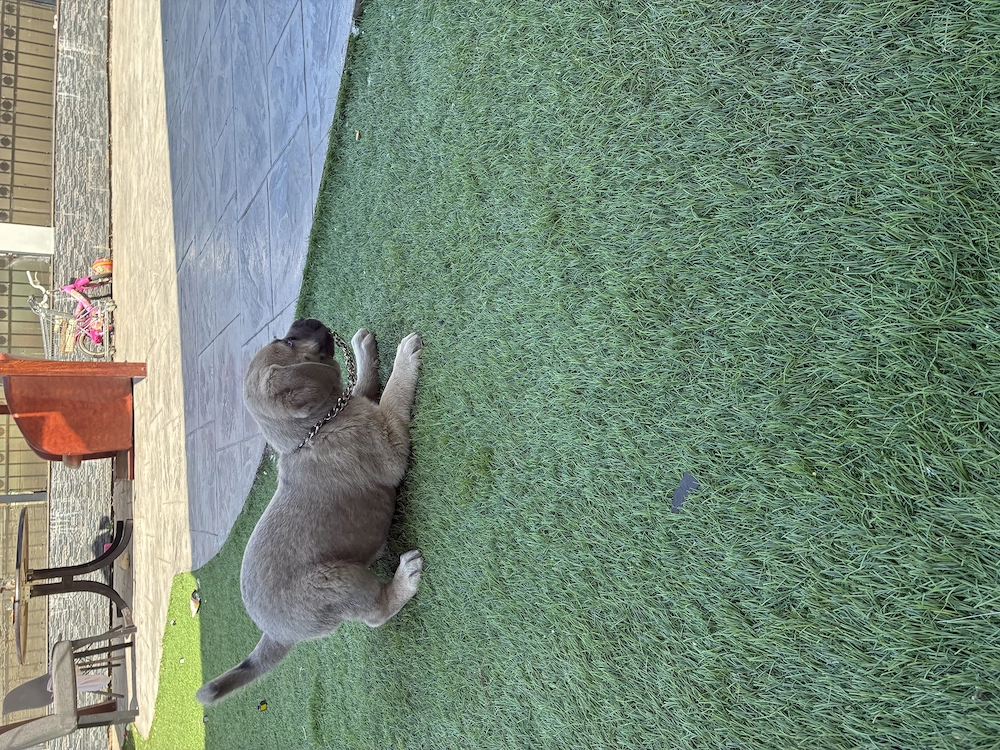 Vând cane corso crem 