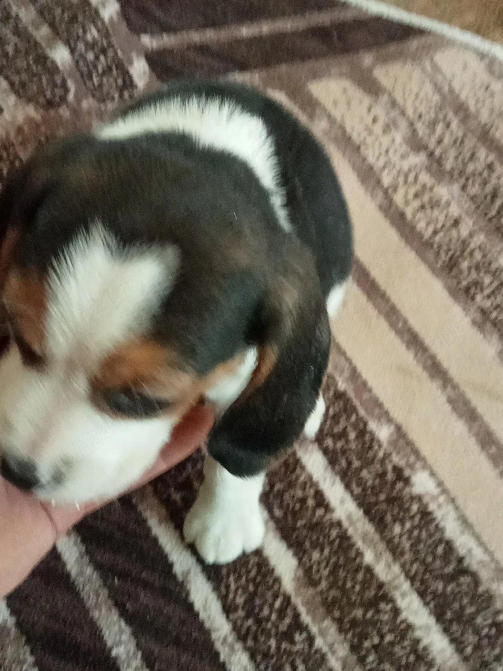 cățelușă beagle