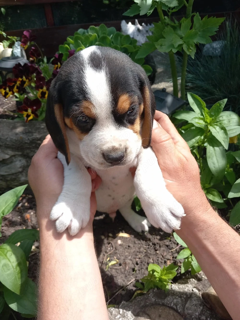 Catei beagle tricolor