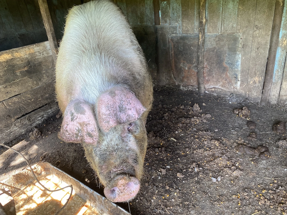 Scroafa 200KG, crescuta natural la curte.