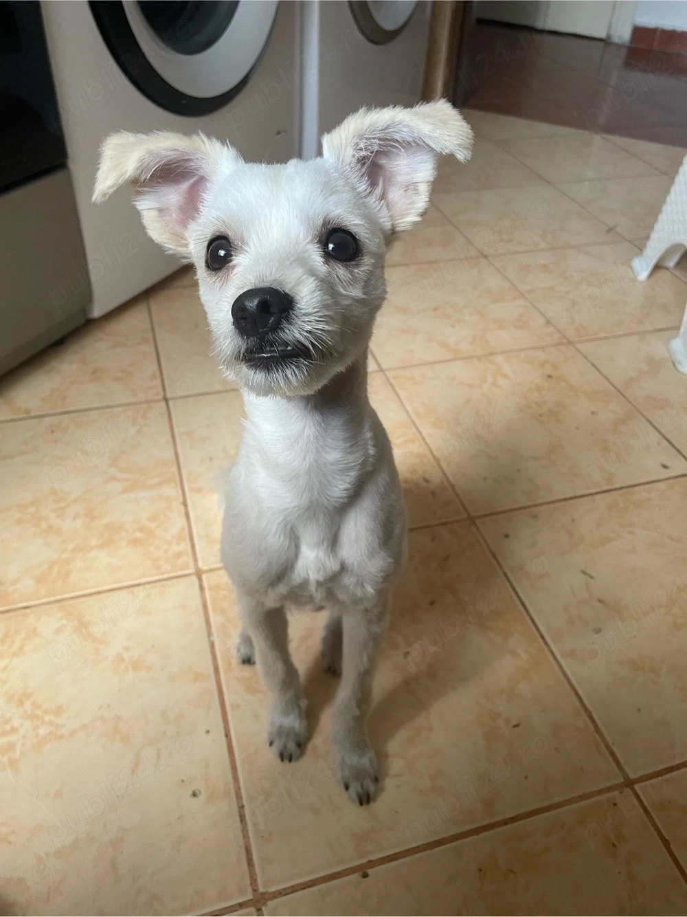 Vând cățel bichon maltese