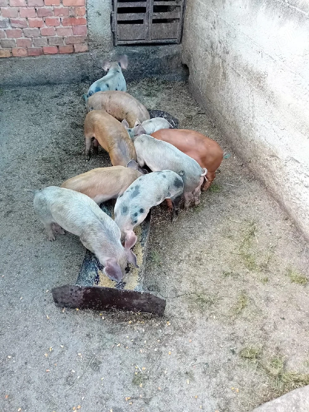 Purcei de vânzare