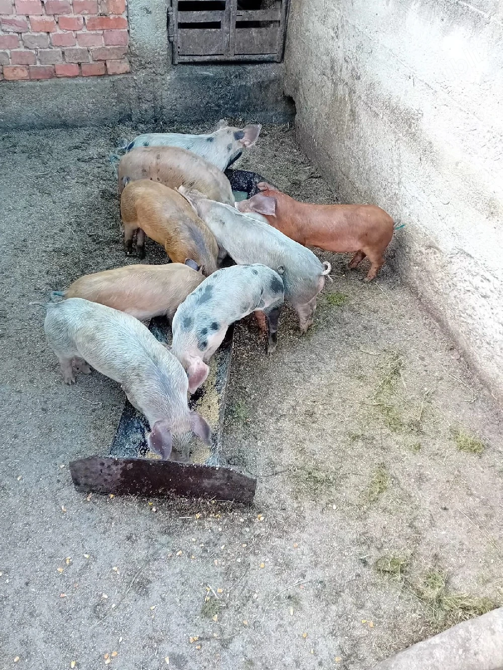 Purcei de vânzare