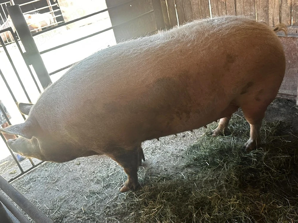 vand porc 