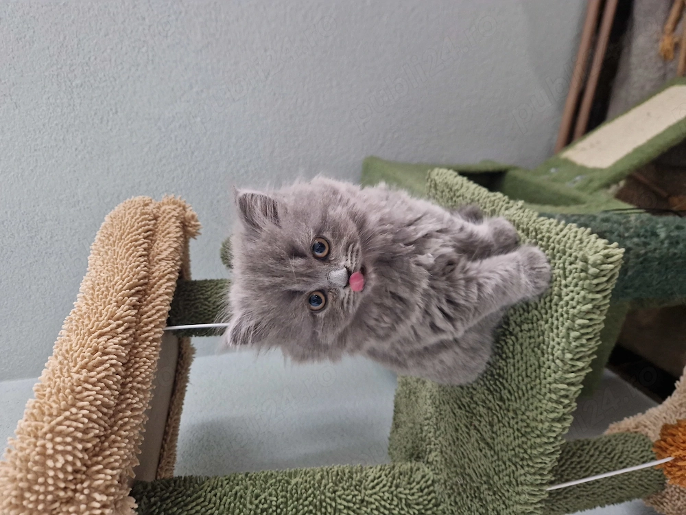 British longhair 
