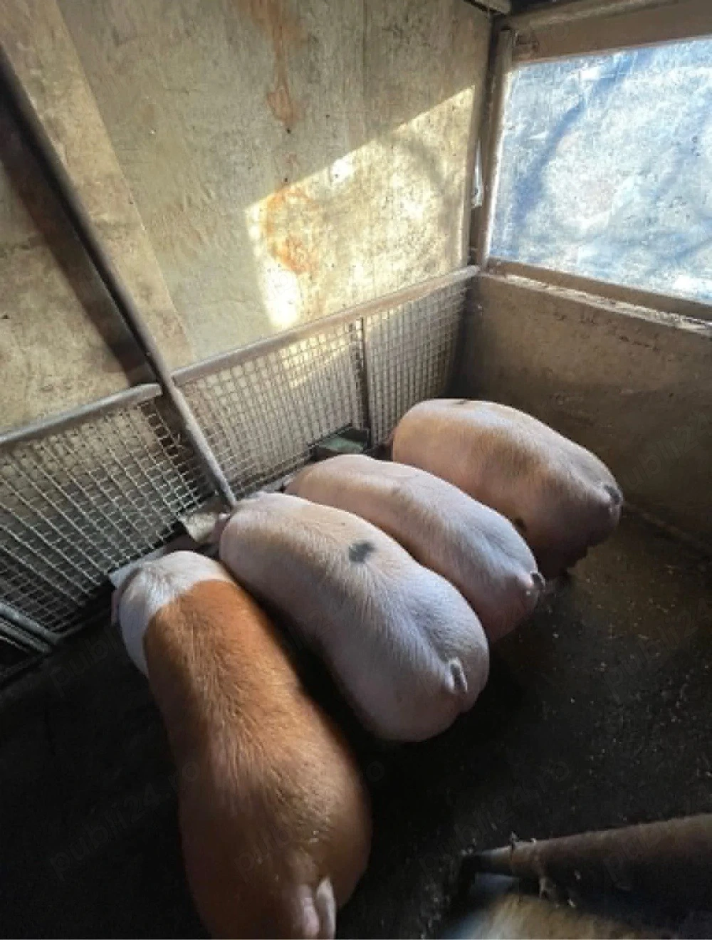 vand porci rasa de carne 