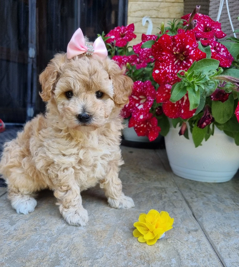Fetita maltipoo