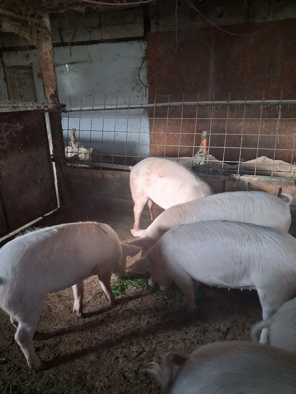 Vand Porci grasi 