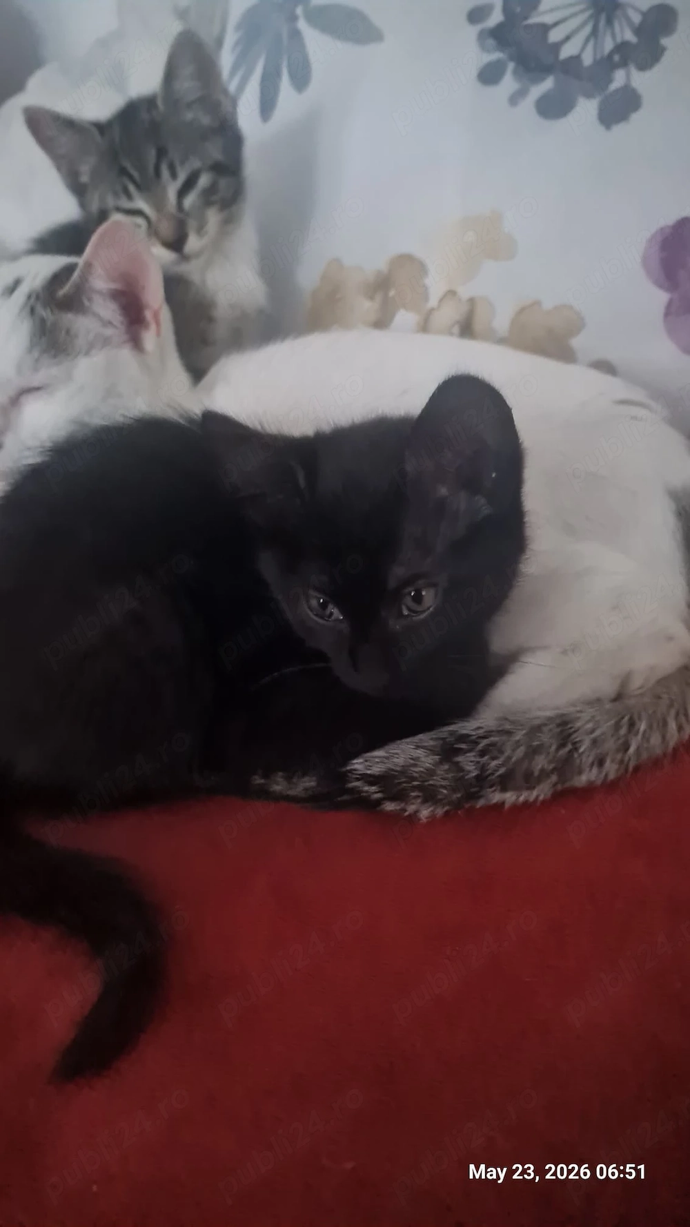 Donez pui pisica, masculi de 2 luni