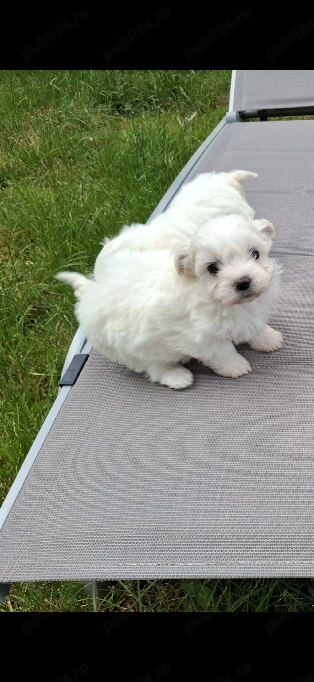 Bichon Maltez Mini 