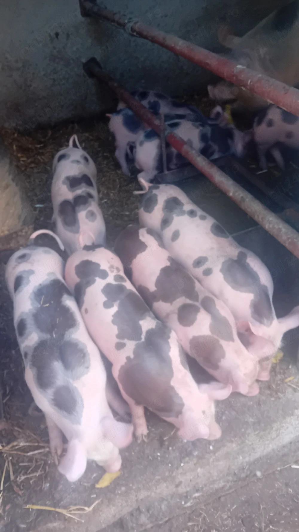 vind 8 purcei disponibili  pestec2 săptămâni 