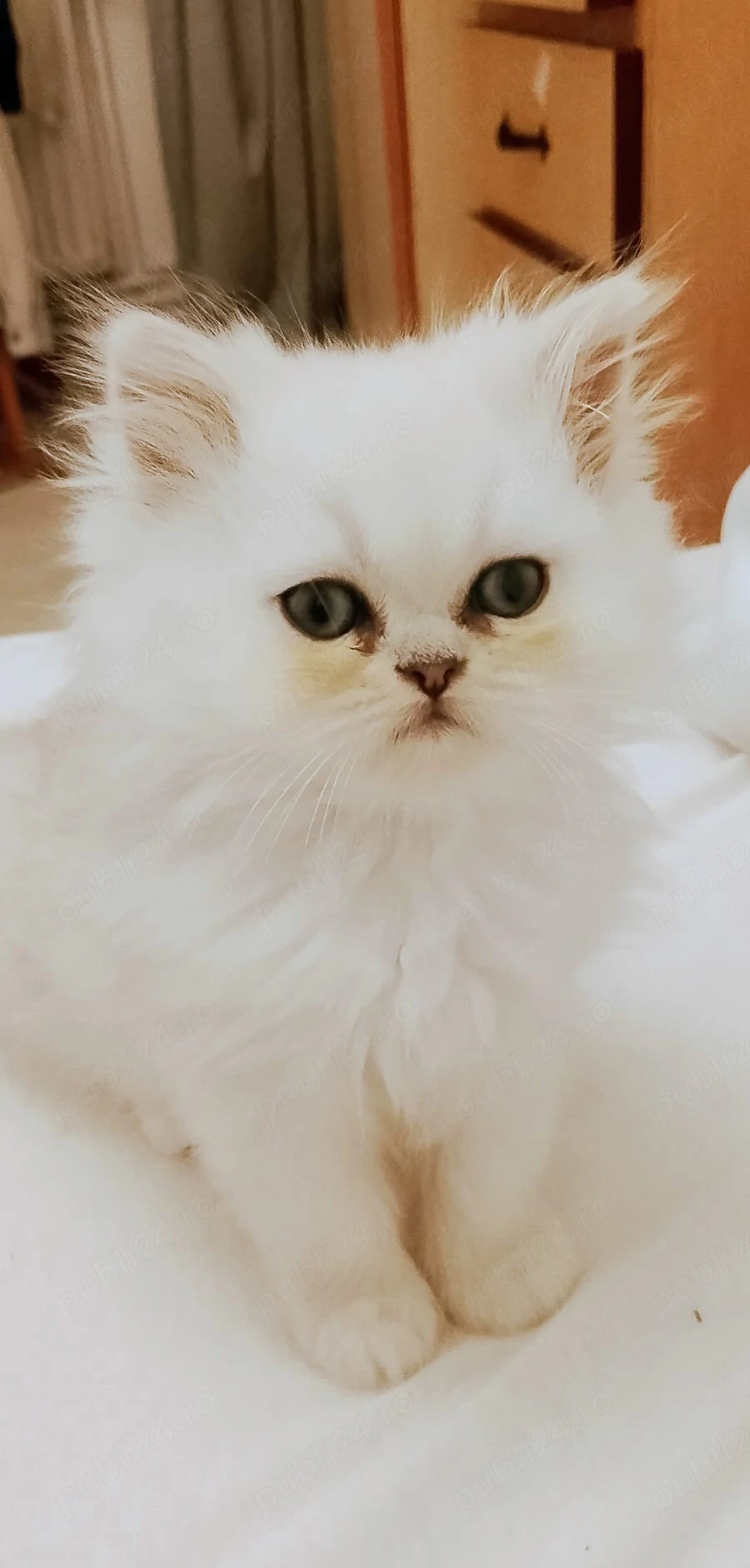 Pisic persan White Chinchilla silver shaded 