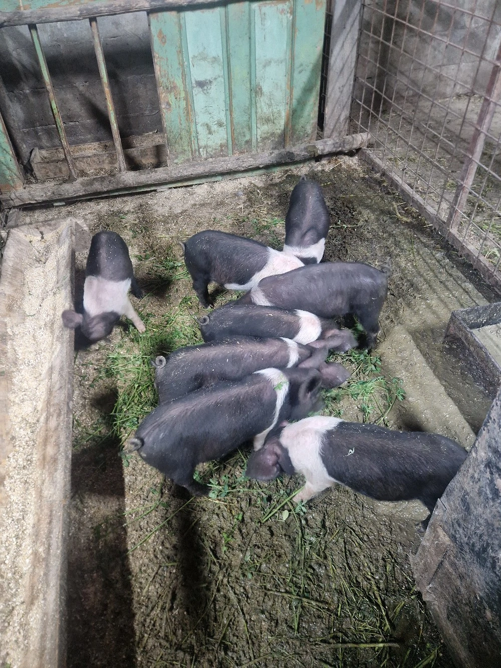 purcei bazna de 8 saptamani