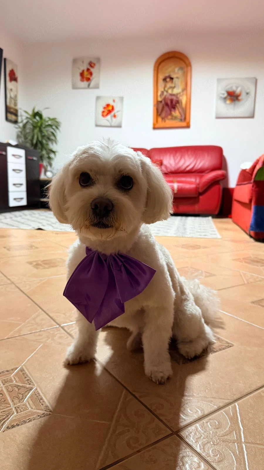 URGENT! Vand Bichon