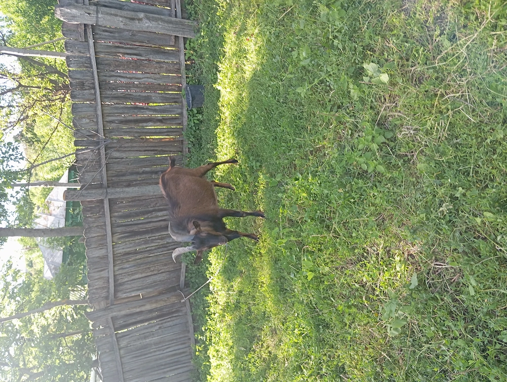 Tap de rasă alpin francez