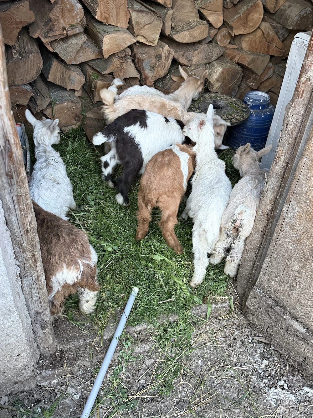 Vând 10 iezi preț. În privat  