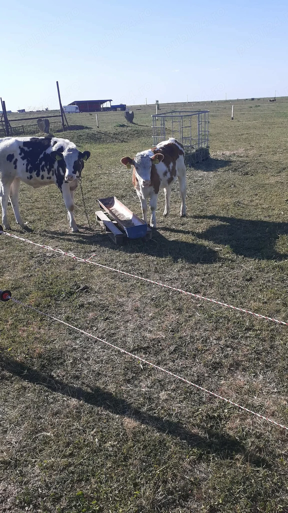 De vânzare 2 vitei.