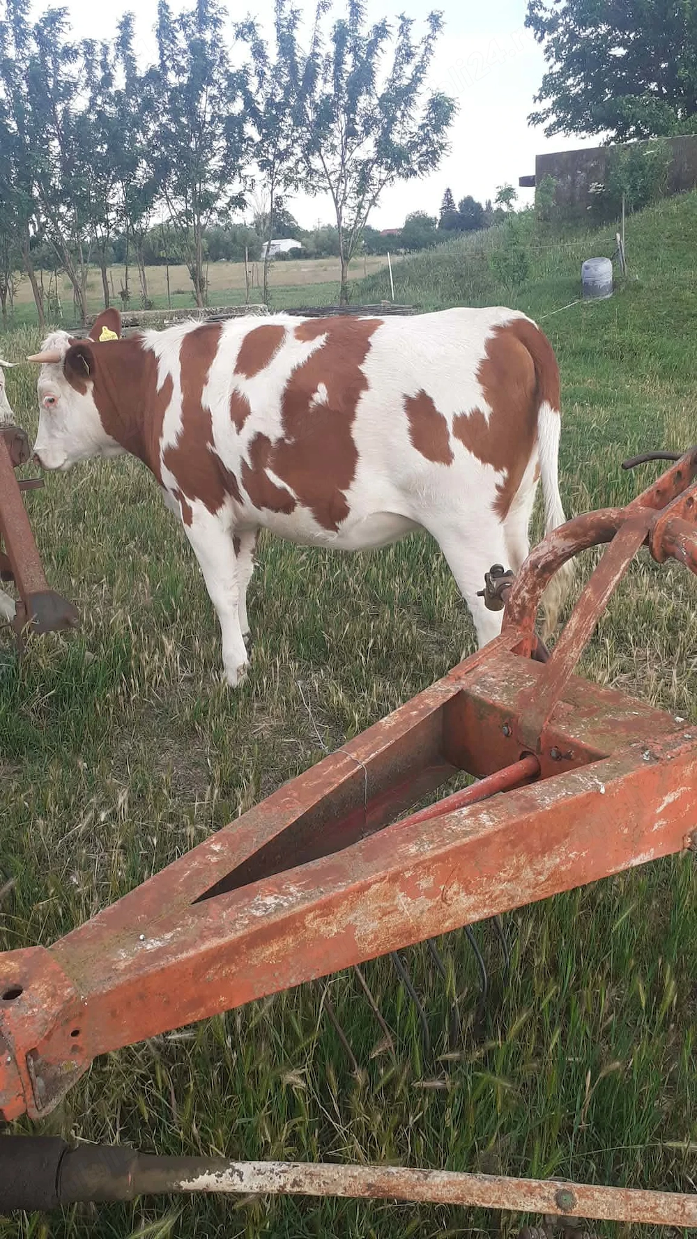 De vânzare vițeaua.