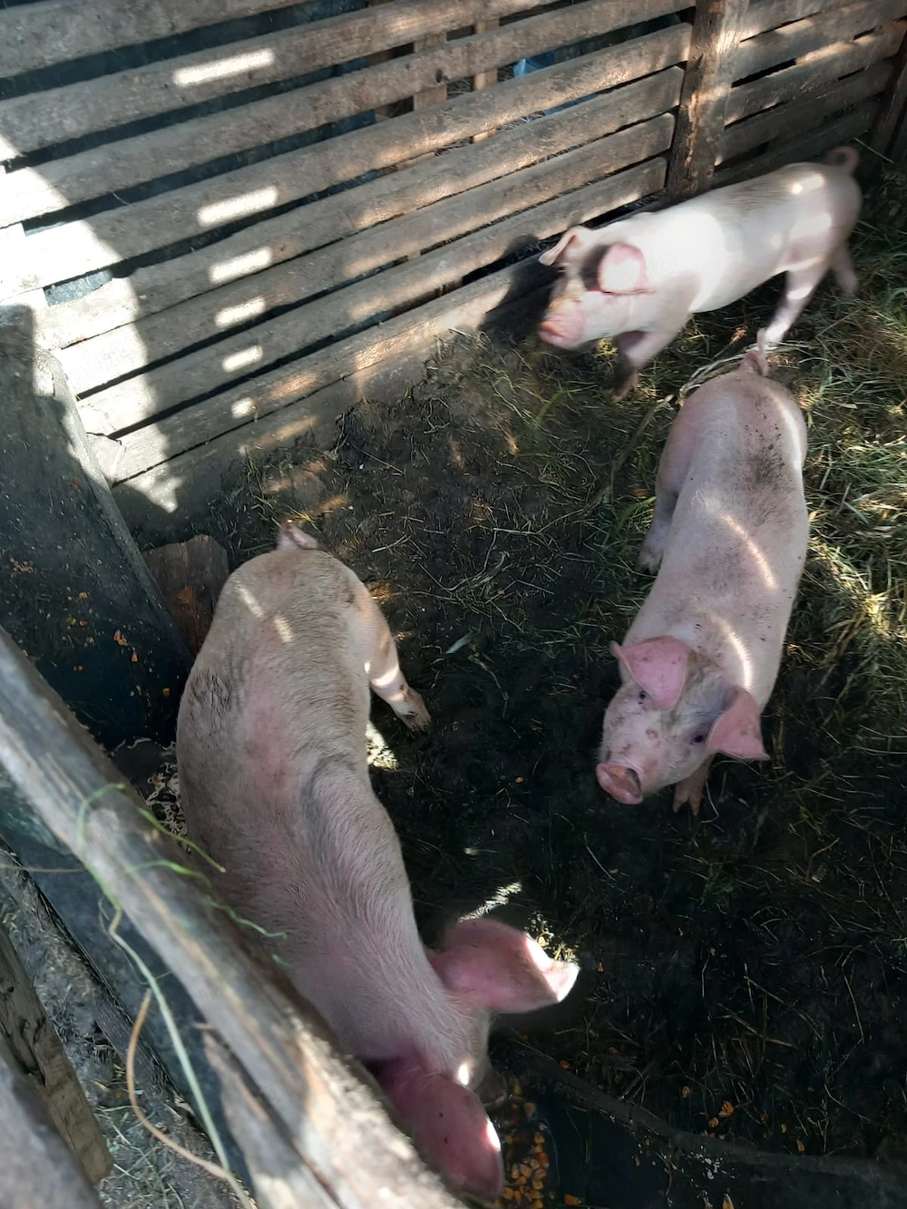 Purcei de vanzare 