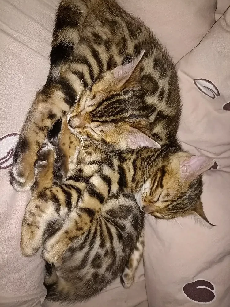 Bengal kat 