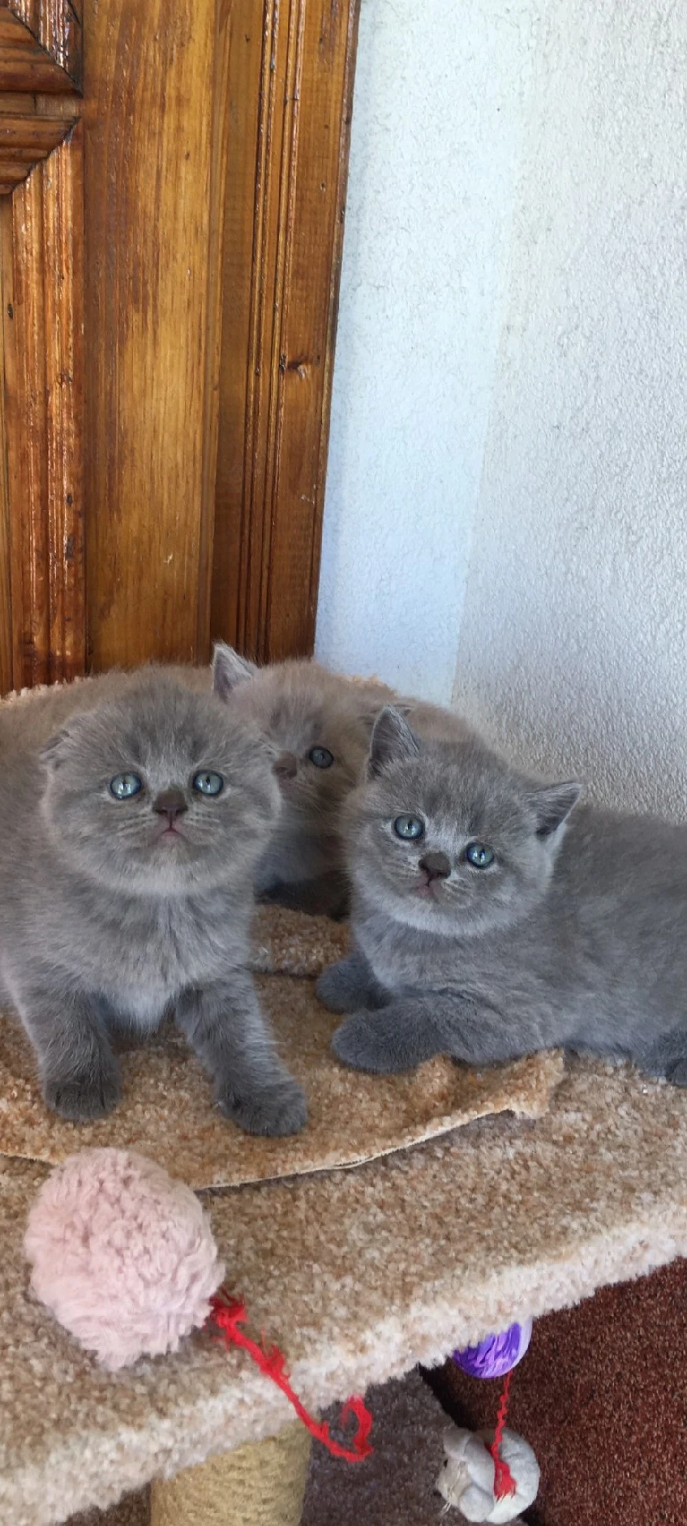 British Shorthair blue!!!