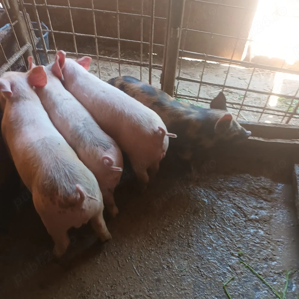 Vând purcei  de 10 săptămâni 