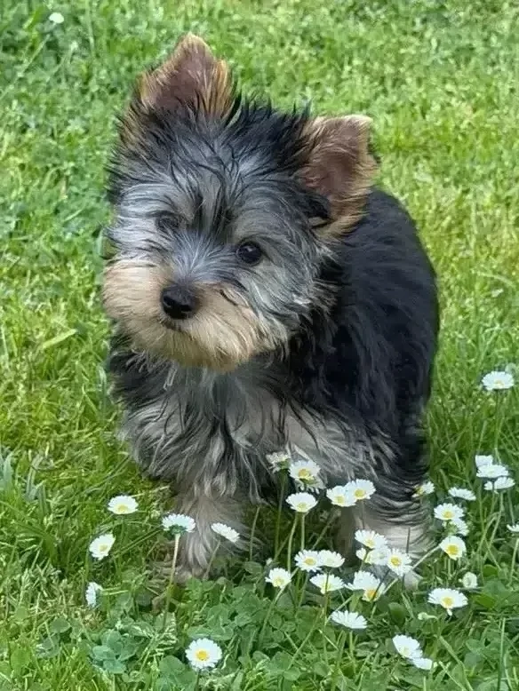 yorksire terrier
