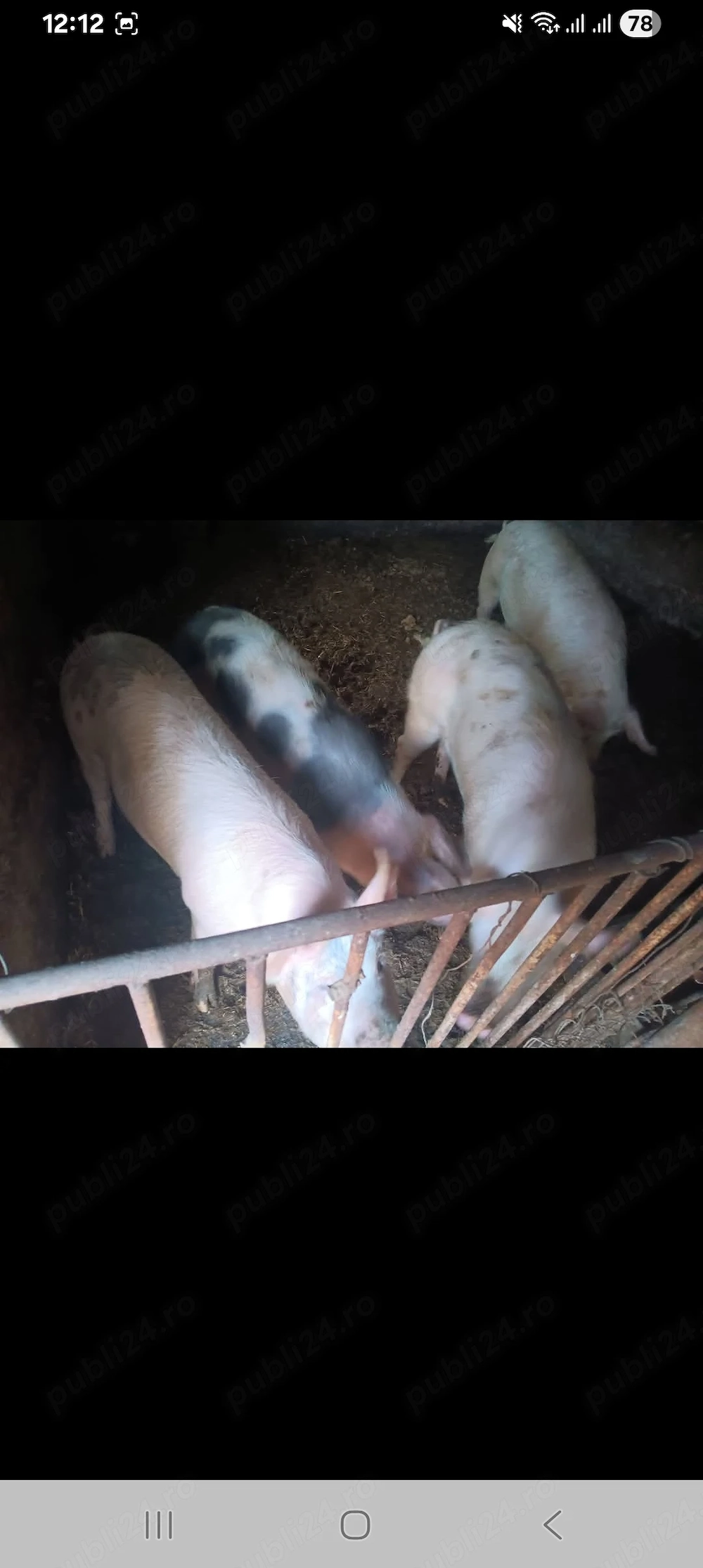 Vand porci 11 lei kg