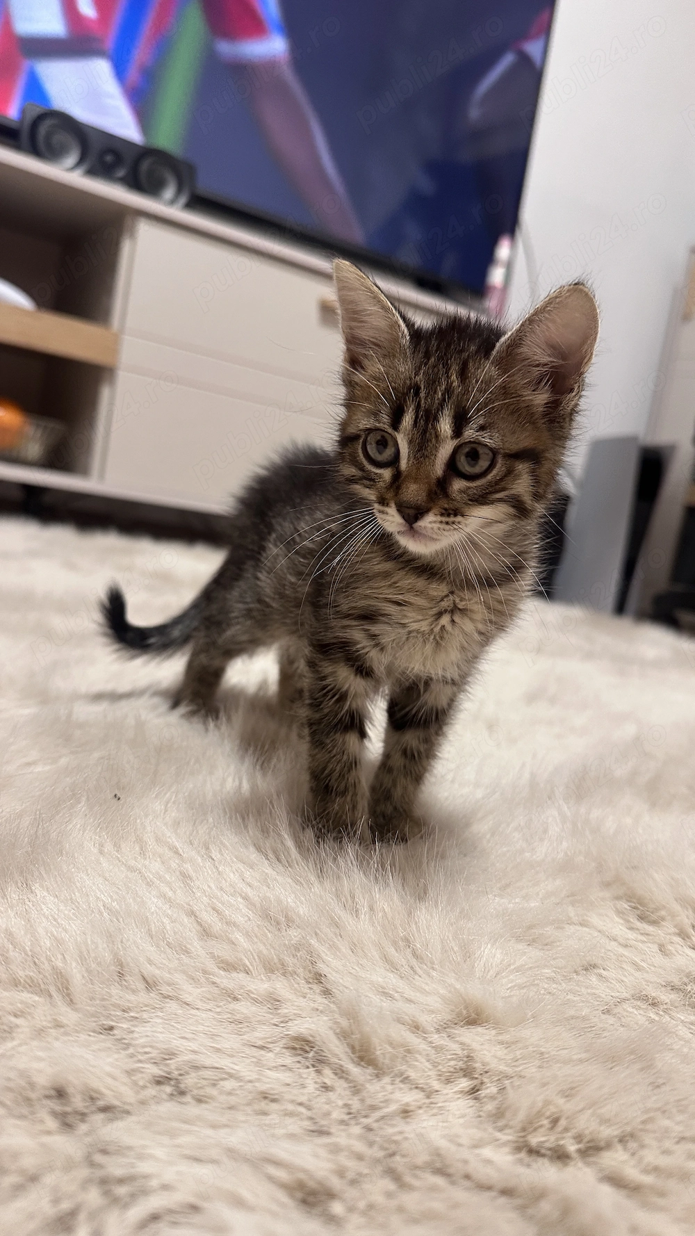 Donez pui impreuna cu mama lor, oriunde in Prahova