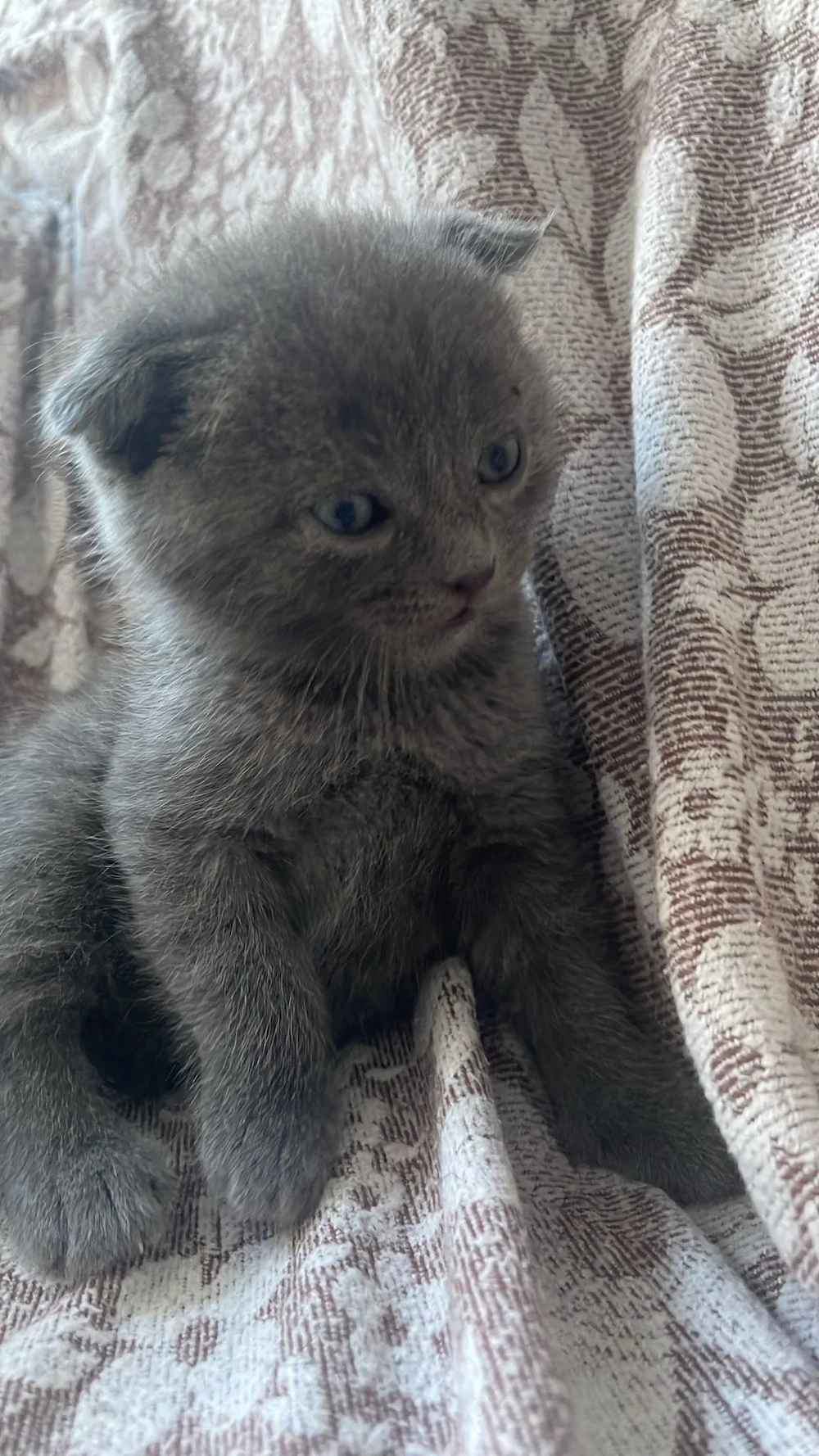 British shorthair blue