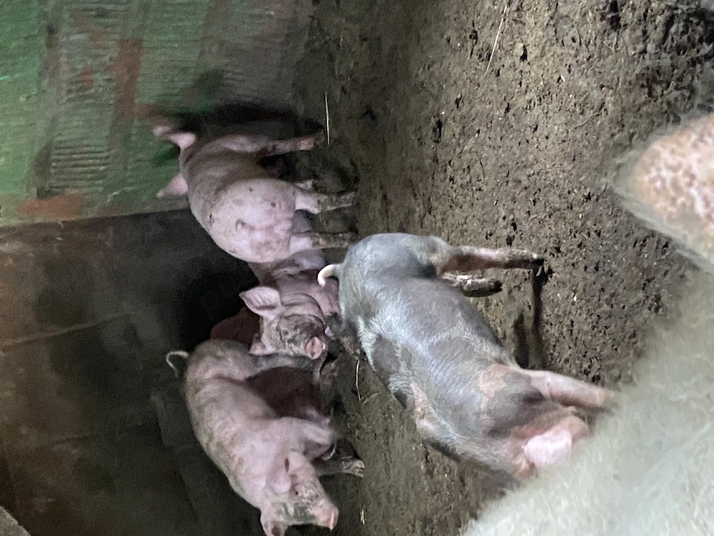 Purcei disponibili 3 femele și 2 masculi