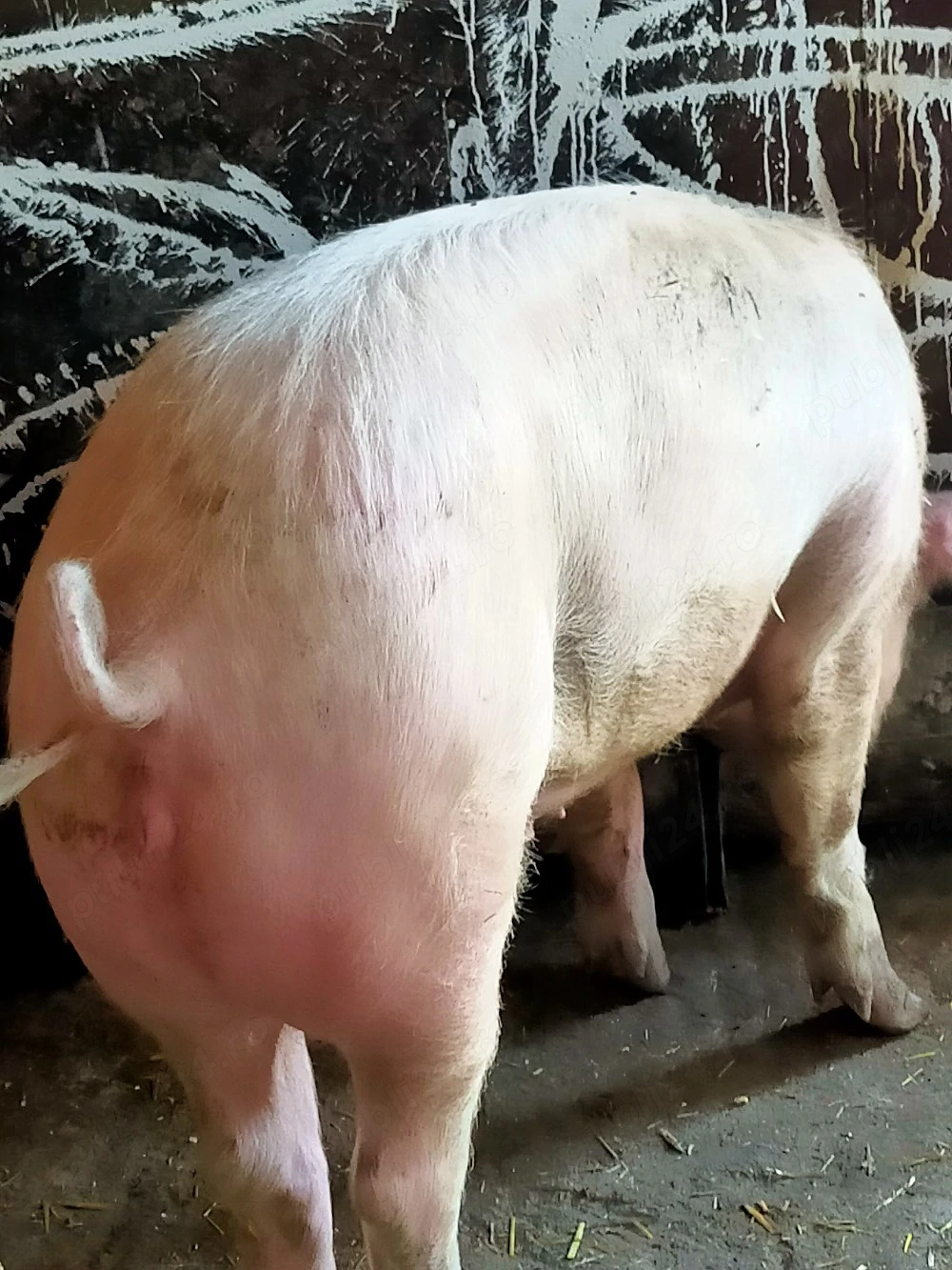 Purcele de vânzare 
