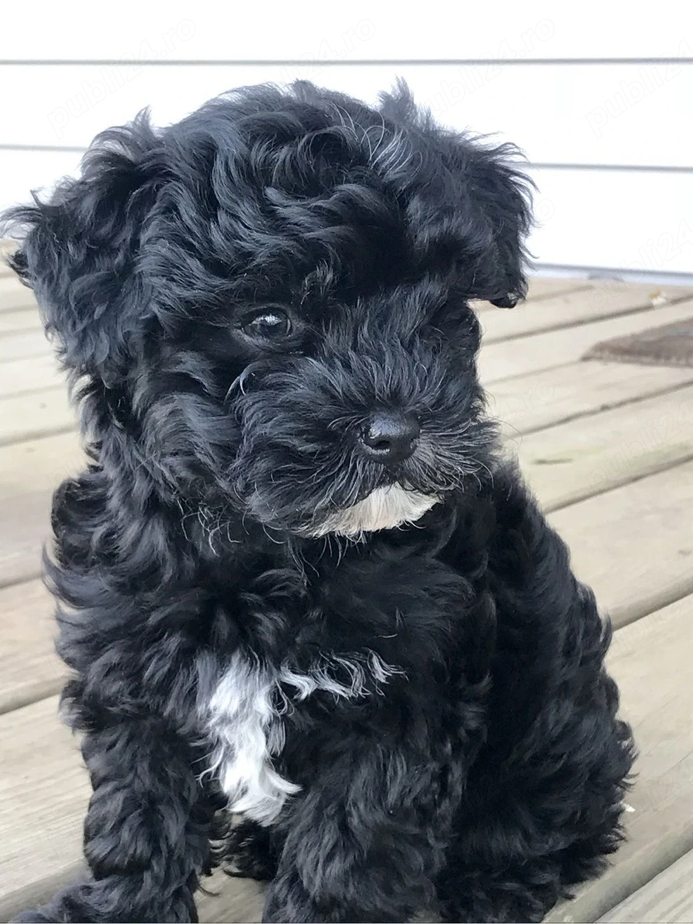 chaniche poodle mini toy 