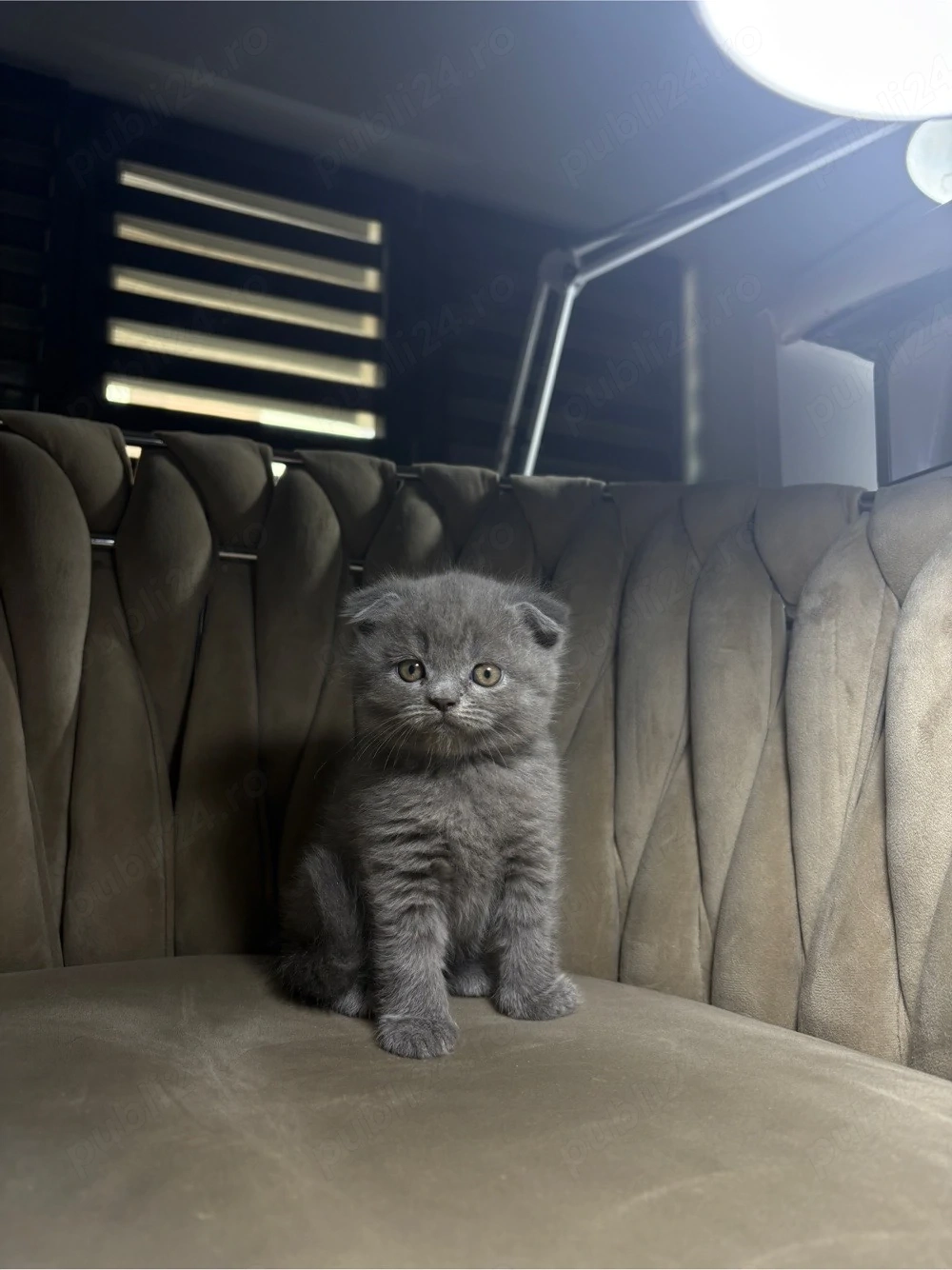 pui scottish fold longhair