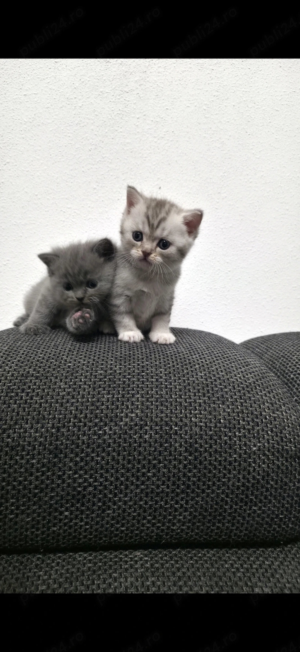 Pisicuțe British Shorthair Blue 