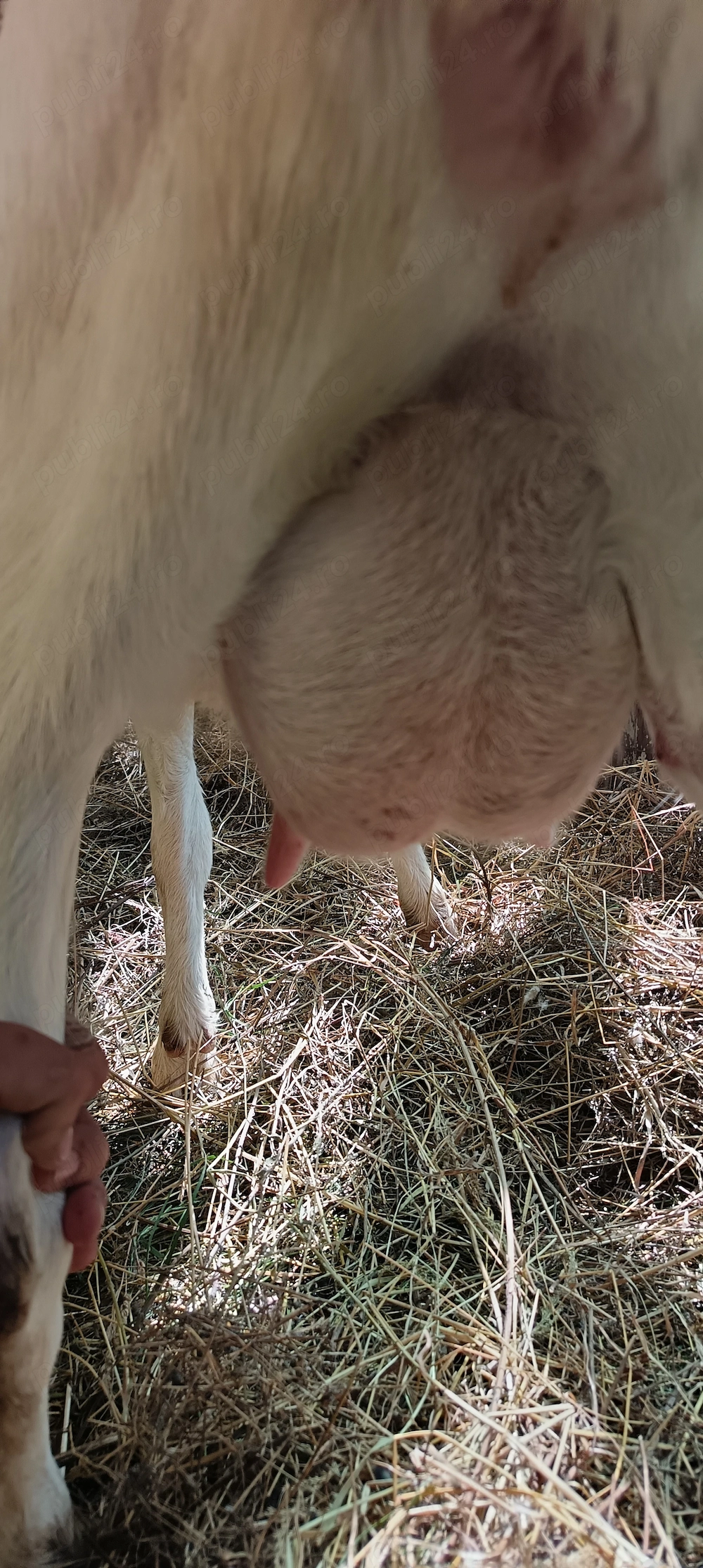Capra de 2 ani foarte bună de lapte din mamă foarte bună 