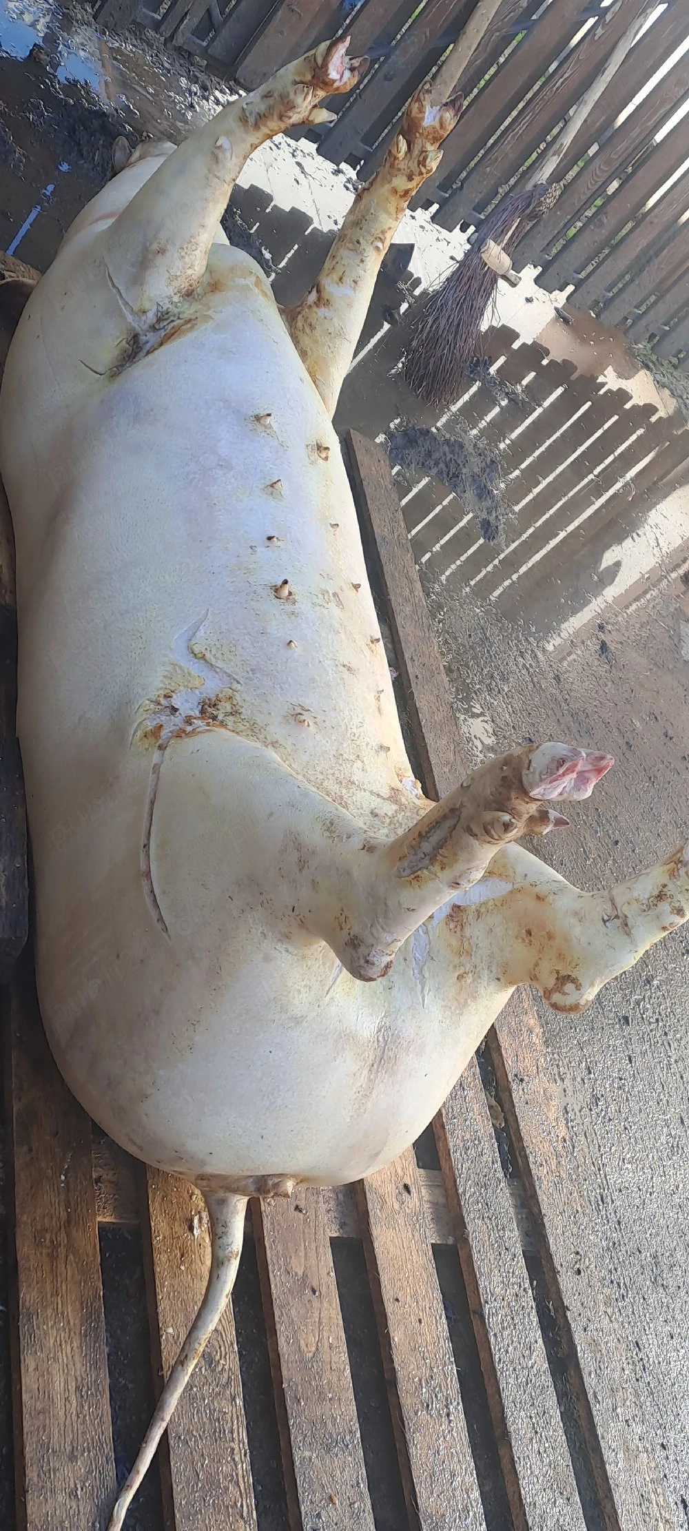 Vînd carcasă de porc 