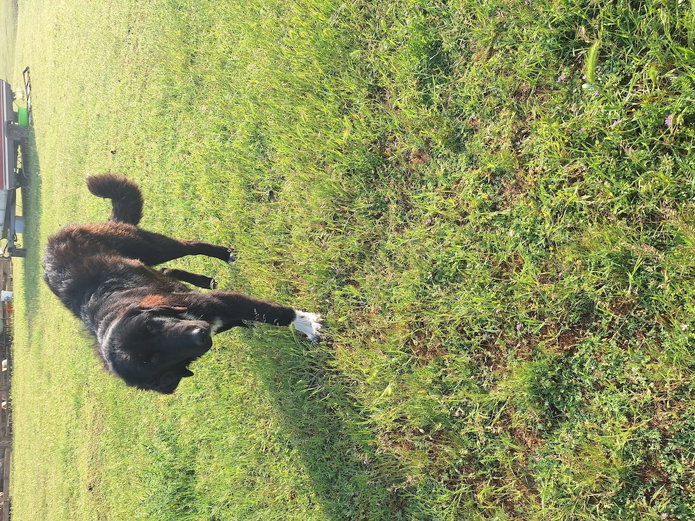 Căței corbi de vânzare au 6 luni 
