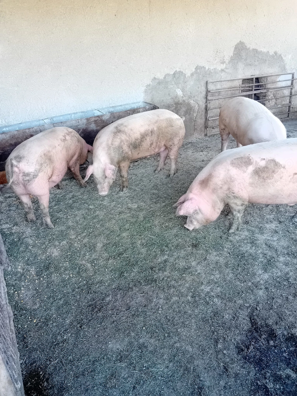 Porci de vinzare 4 buc 140  150 kg