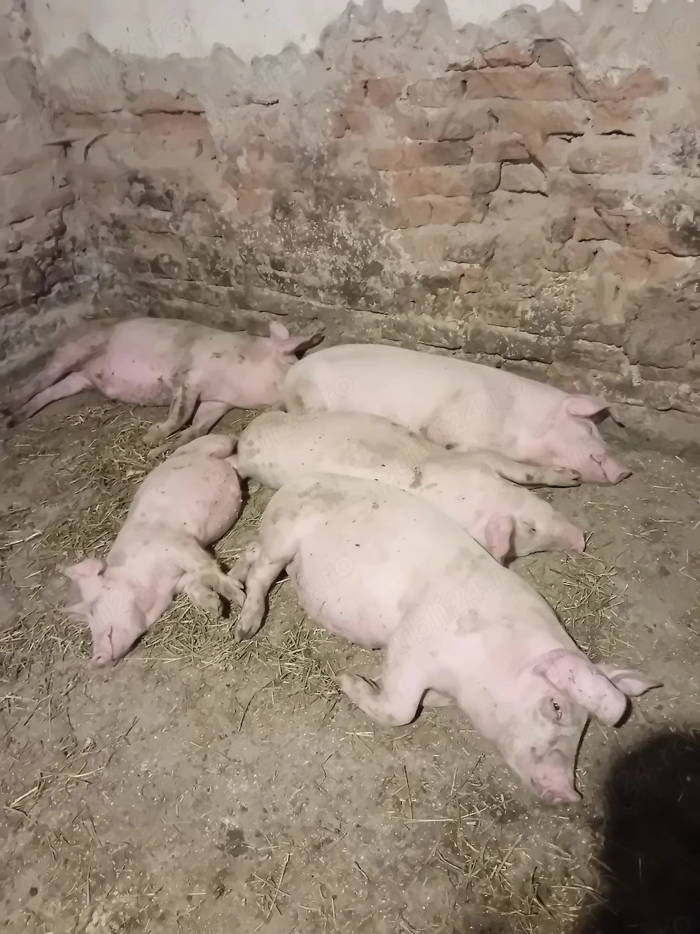 șoldani de vânzare  