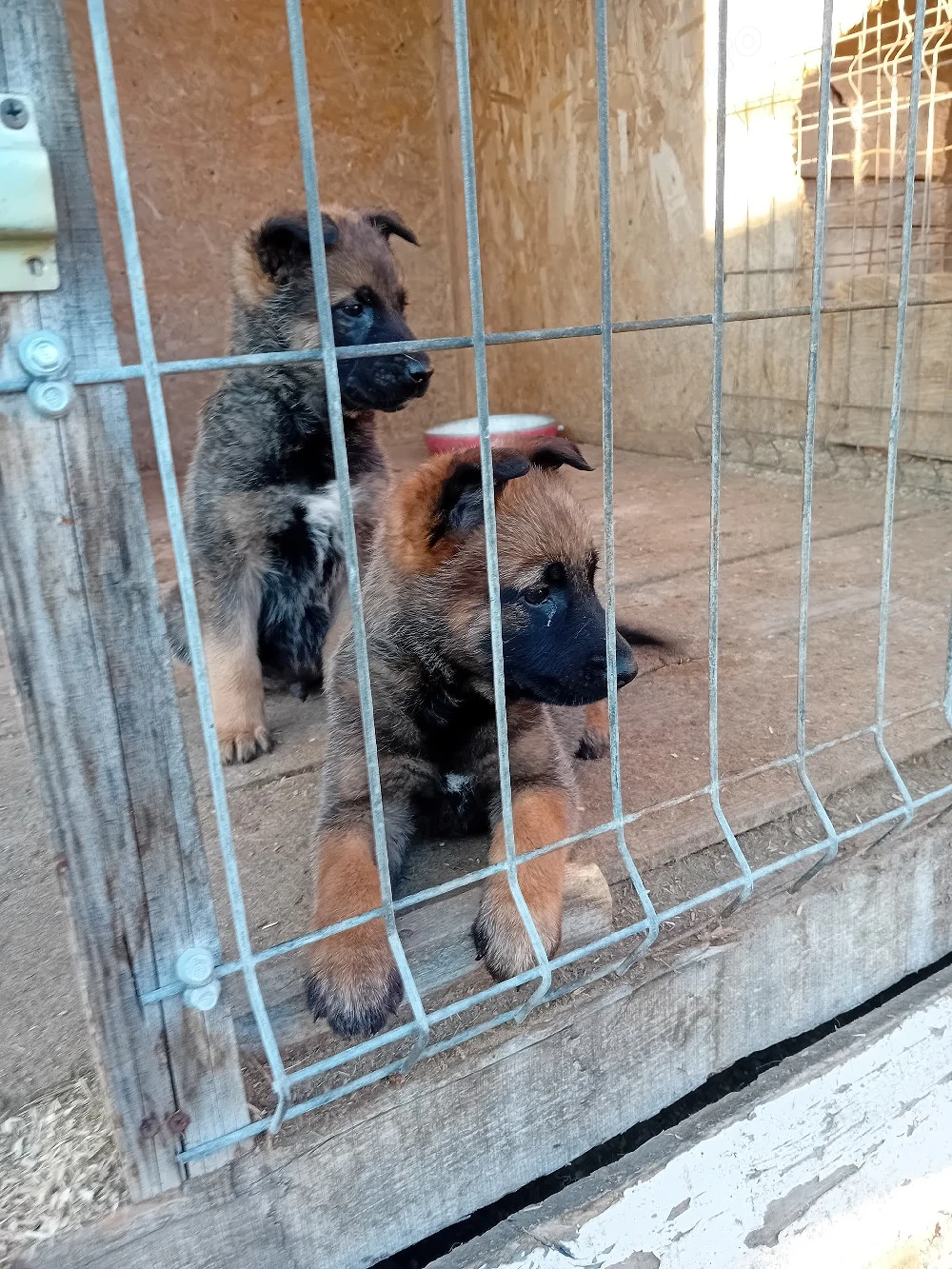 ciobănesc belgian malinois 