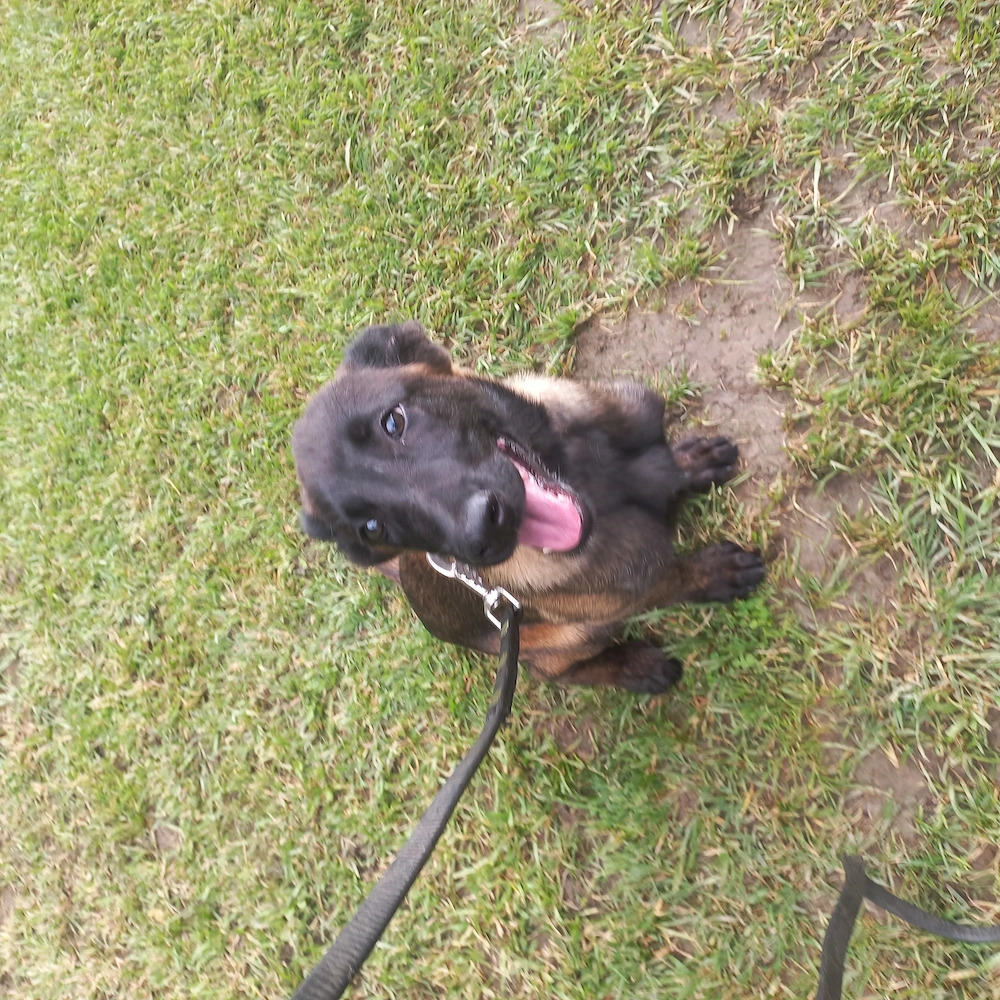 Dresaj canin Pitesti 