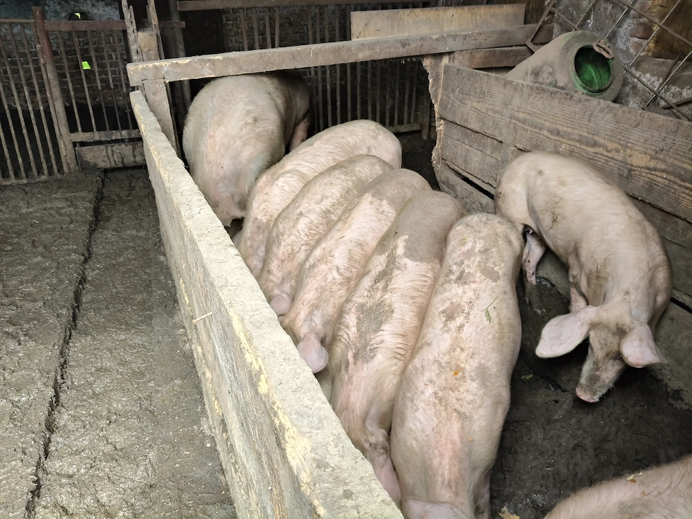 Vând 8 purcei și scroafa!! Purceii au in jur de 50 kg și scroafa 220-230 kg 