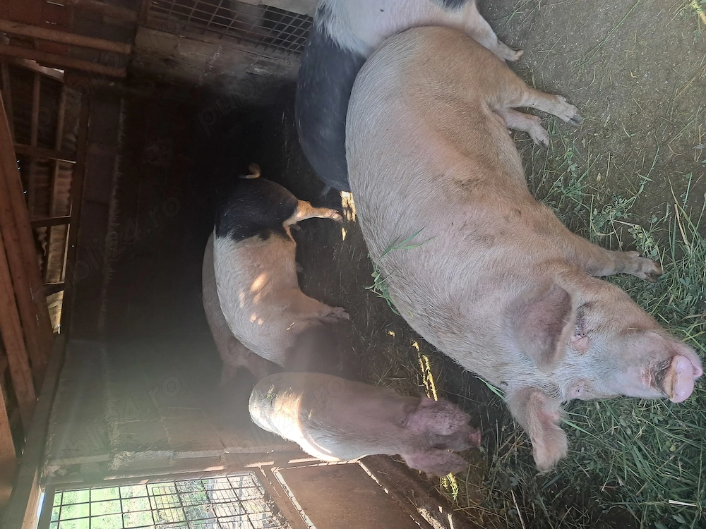 Vand porci intre 150 180 kg
