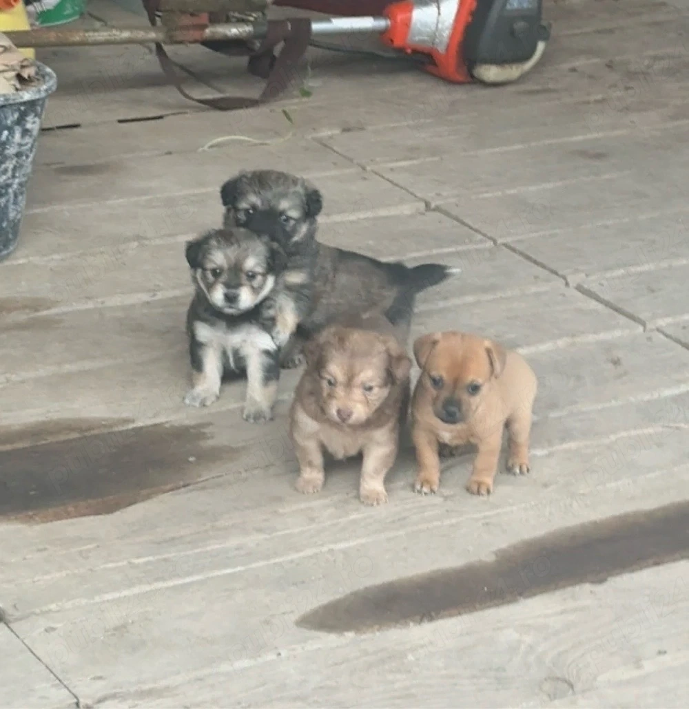 catei talie mica